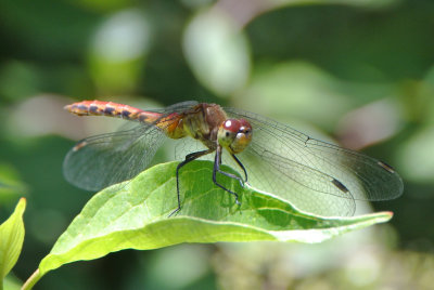 Ruby Meadowhawk ( Sympetrum rubicundulum )  female