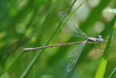 Slender Spreadwing (Lestes rectangularis ) female