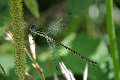 Slender Spreadwing (Lestes rectangularis ) female