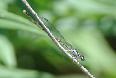Fragile Forktail ( Ischnura posita ) female