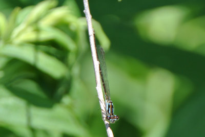 Fragile Forktail ( Ischnura posita ) female