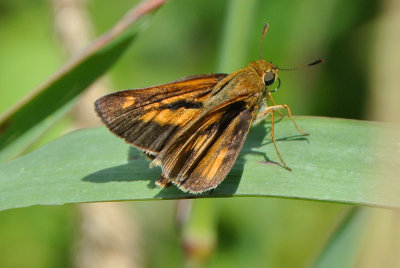 Dion Skipper ( Euphyes dion ) male