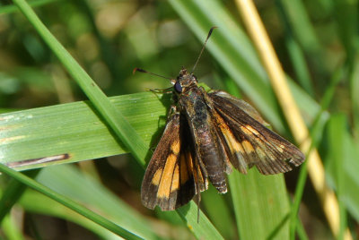 Broad-winged Skipper ( Poanes viator ) female