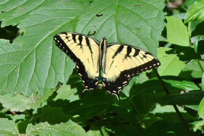 Eastern Tiger Swallowtail (Papilio glaucus ) male 
