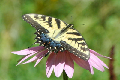 Eastern Tiger Swallowtail (Papilio glaucus ) female 