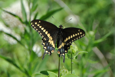 Black Swallowtail (Papilio polyxenes )