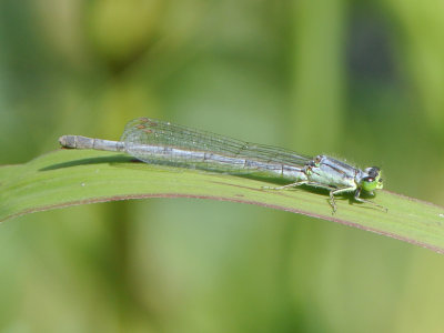 Eastern Forktail ( Ischnura verticalis) female