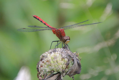 Ruby Meadowhawk ( Sympetrum rubicundulum )  male