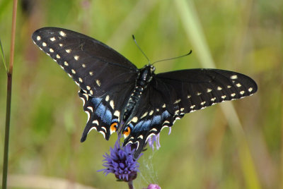 Black Swallowtail (Papilio polyxenes )