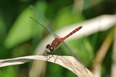 White-faced Meadowhawk ( Sympetrum obstrusum )  male