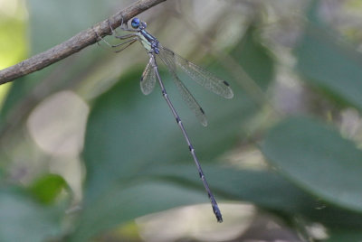 Slender Spreadwing (Lestes rectangularis ) male