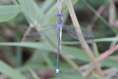 Great Spreadwing ( Archilestes grandis ) male