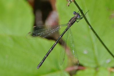 Spotted Spreadwing ( Lestes congener ) female