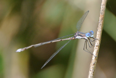 Spotted Spreadwing ( Lestes congener ) male