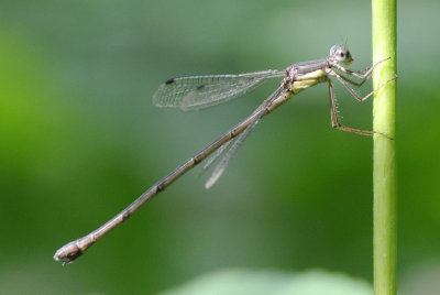 Slender Spreadwing (Lestes rectangularis ) female