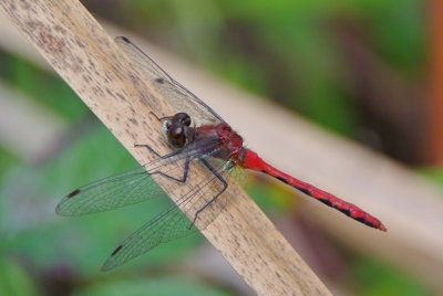 White-faced Meadowhawk ( Sympetrum obstrusum )  male