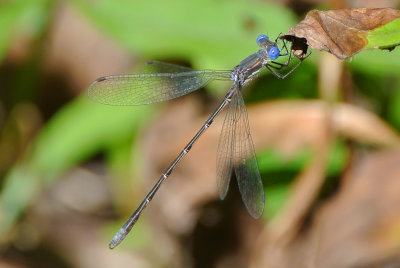 Spotted Spreadwing ( Lestes congener ) male
