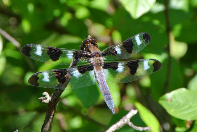 Twelve-spotted Skimmer ( Libellula pulchella ) male