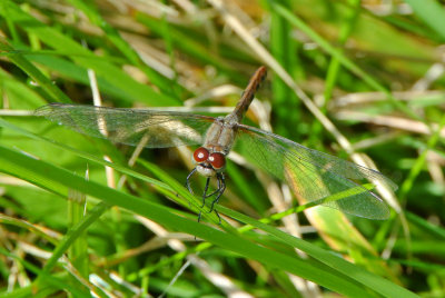White-faced Meadowhawk ( Sympetrum obstrusum )  female