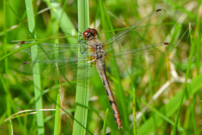White-faced Meadowhawk ( Sympetrum obstrusum )  female