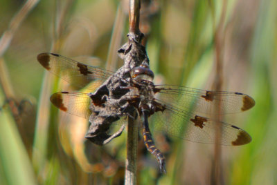 Prince baskettail (Epitheca princeps ) male