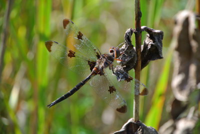 Prince baskettail (Epitheca princeps ) male