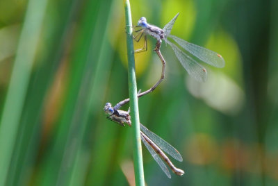 Spotted Spreadwing ( Lestes congener ) tandem pair