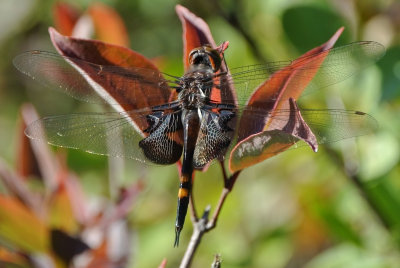 Black saddlebags (Tramea lacerata ) female