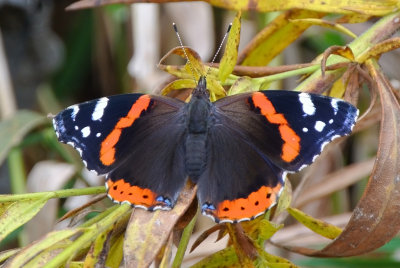 Red Admiral  Vanessa atlanta 