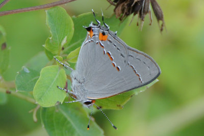 Gray Hairstreak (Strymon melinus )