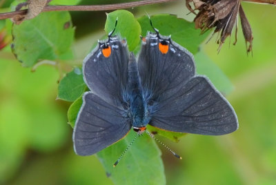 Gray Hairstreak (Strymon melinus )