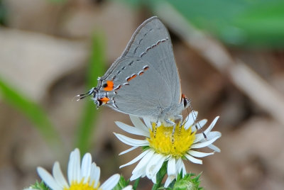 Gray Hairstreak (Strymon melinus )