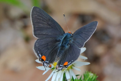 Gray Hairstreak (Strymon melinus )