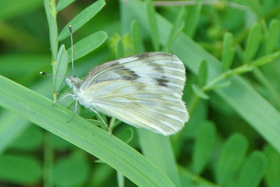 Checkered White ( Pontia protodice )