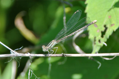 Variable Dancer ( Argia fumipennis violacea ) green  female