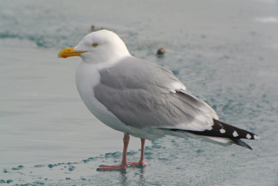Herring Gull ( Larus argentatus ) 