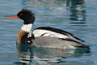 Red-breasted Merganser ( Mergus serrator ) male