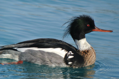 Red-breasted Merganser ( Mergus serrator ) male