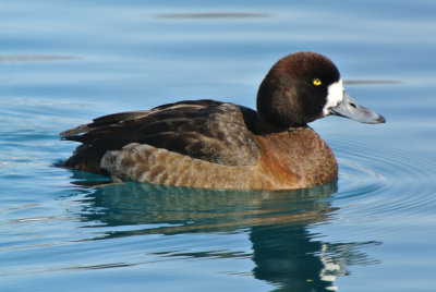 Greater Scaup (Aythya marila )female breeding