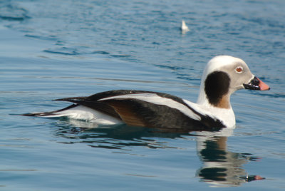 Long-tailed Duck (Clangula hyemalis )