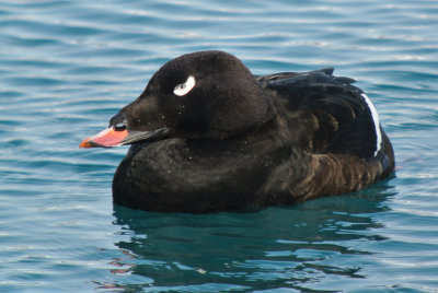 White-winged Scoter (Melanitta fusca ) male breeding