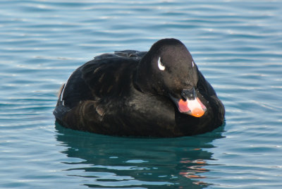 White-winged Scoter (Melanitta fusca ) male breeding