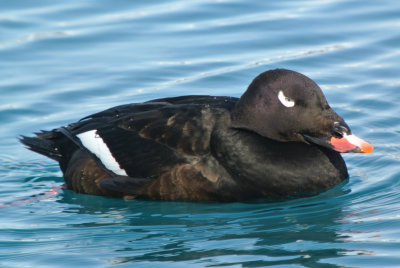 White-winged Scoter (Melanitta fusca ) male breeding