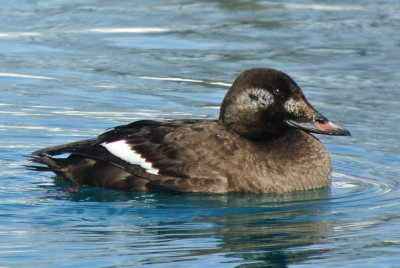 White-winged Scoter (Melanitta fusca ) first winter male