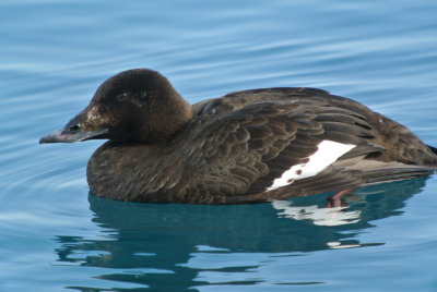 White-winged Scoter (Melanitta fusca ) first winter male