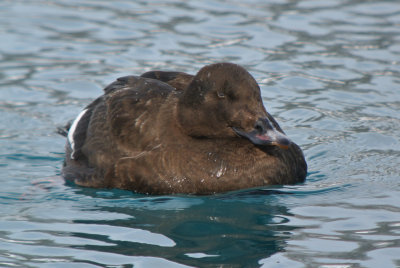 White-winged Scoter (Melanitta fusca ) first winter male