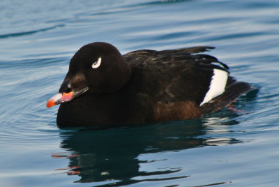 White-winged Scoter (Melanitta fusca ) male