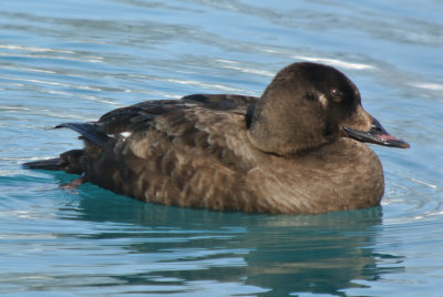 White-winged Scoter (Melanitta fusca ) first winter male