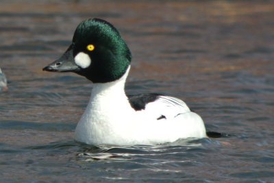 Common Goldeneye (male breeding )