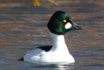 Common Goldeneye (male breeding )